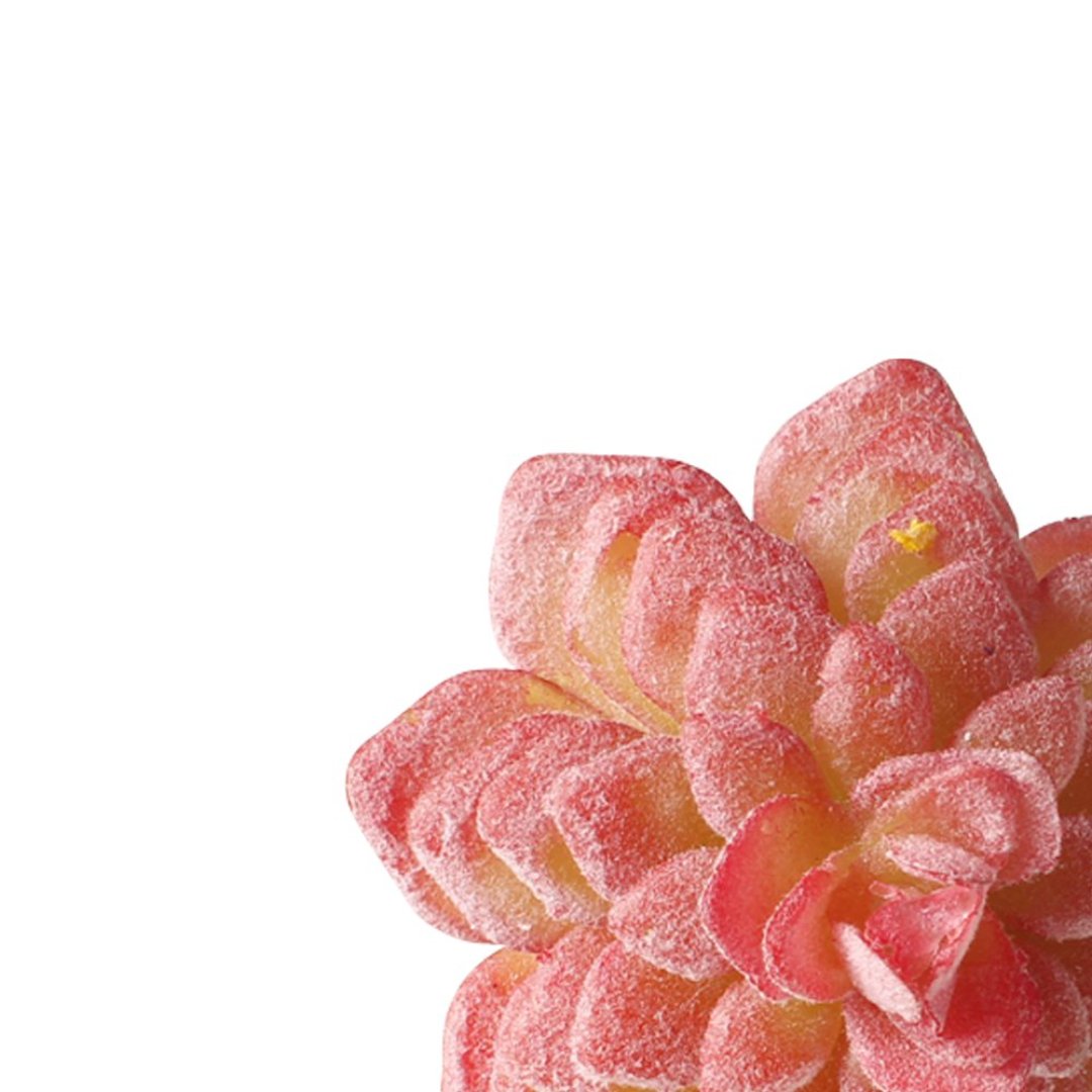 Fotografia para o produto Jogo de 4 aneis Suculenta para guardanapo em plástico Ø7xA8cm cor vermelha